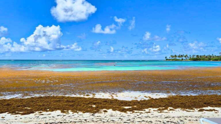 Sargasse continue d'Ephahir Les Plages des Caraïbes-quelle saison 2025 est finie-t-elle?