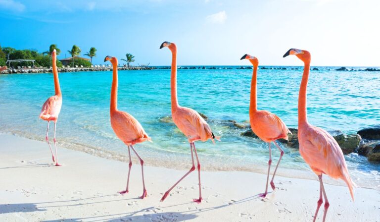 6 meilleures îles des Caraïbes à visiter en novembre 2025