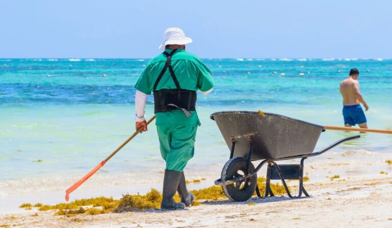 La saison des sargasses dans la région de Cancún touche à sa fin, déclare le gouverneur