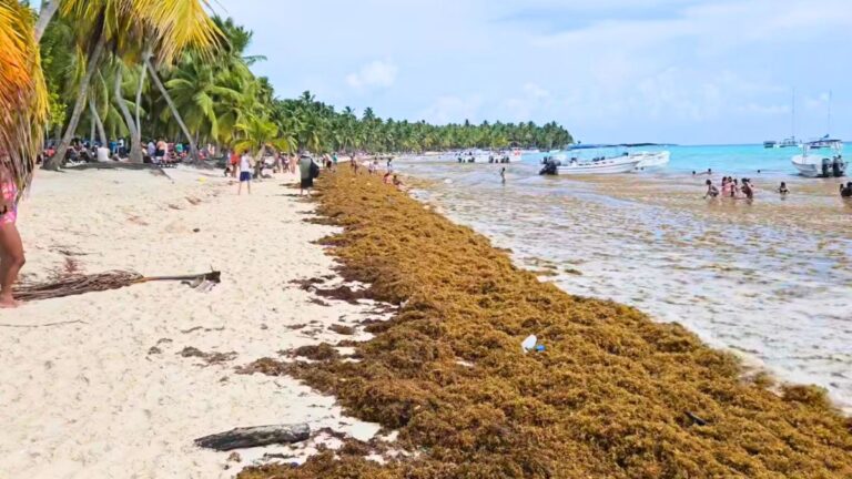 La République Dominicaine continue de signaler les arrivées de sargasses en octobre (VIDEO)