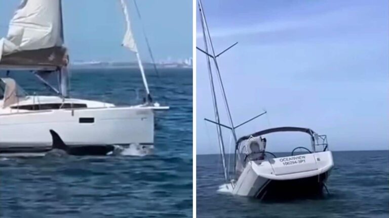 Une vidéo montre des orques en train de couler un bateau au large de la côte de Lisbonne