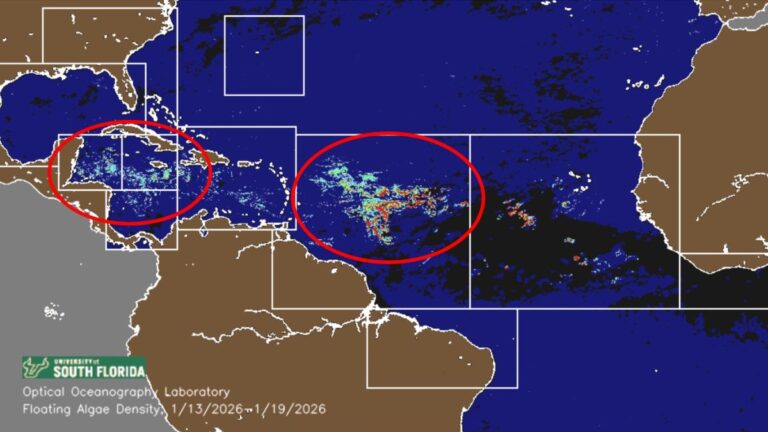 7 millions de tonnes de sargasses dérivent vers le Mexique et les Caraïbes