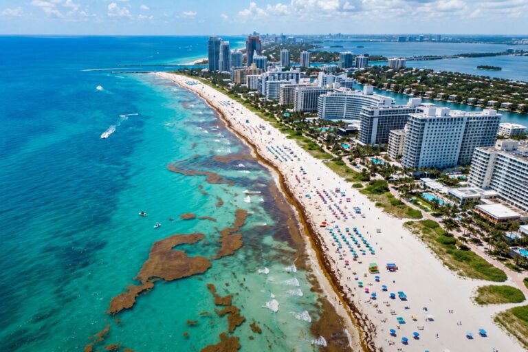 Les plages de Miami se préparent à la pire saison de sargasses jamais enregistrée