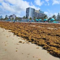 Niveaux records de sargasses envahissant les plages de Floride en 2026