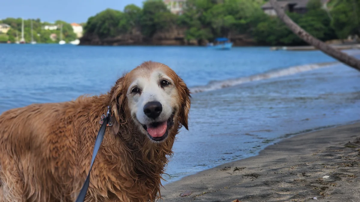 Nala, Golden Retriever, à la plage à GrenadeNala, Golden Retriever, à la plage à Grenade