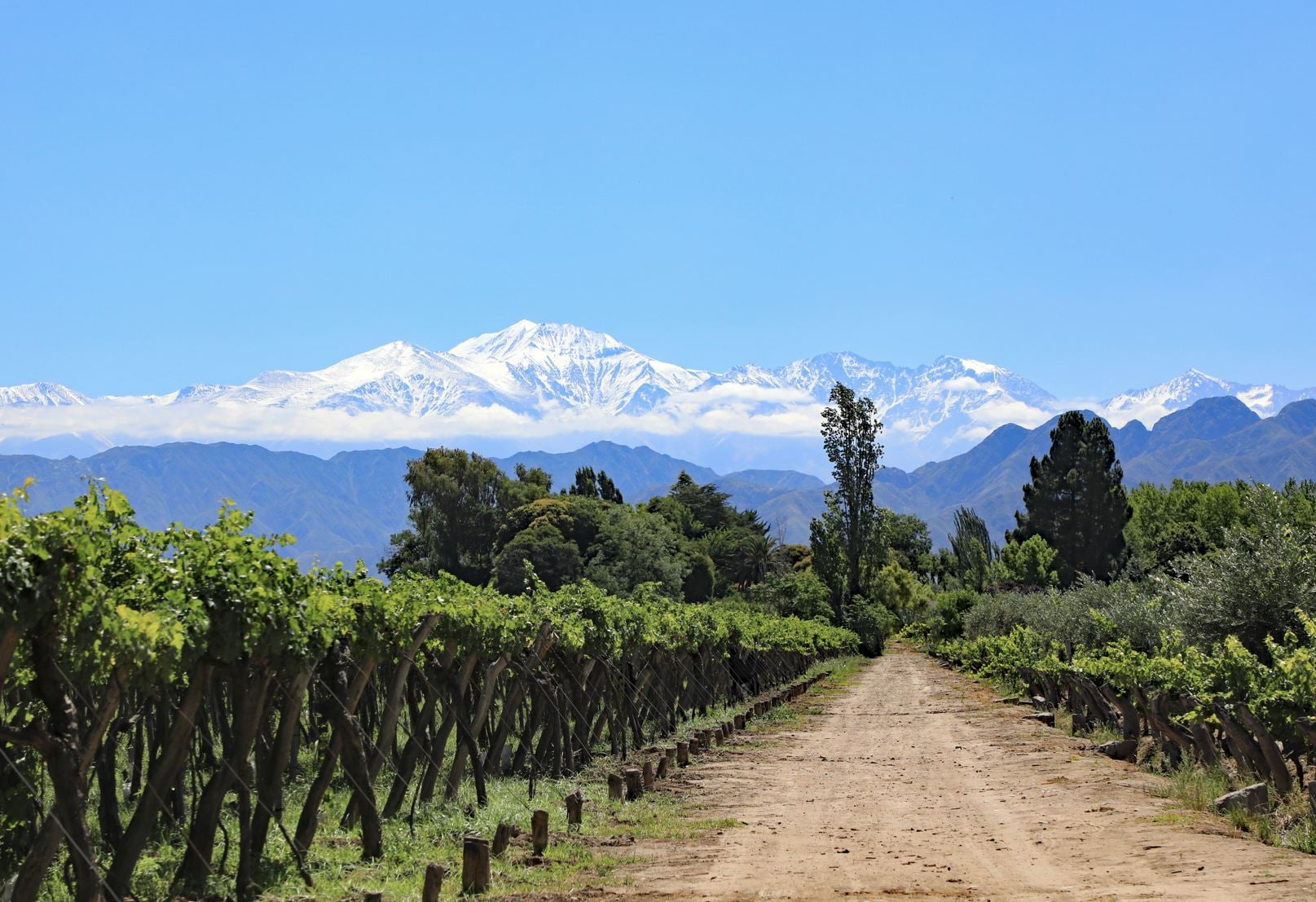 vignoble produisant des raisins Malbec dans la vallée de Luján de Cuyo.