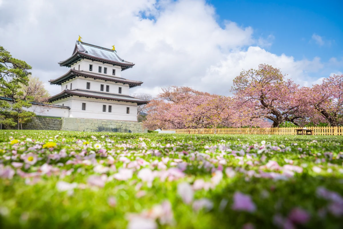 Château de Matsumae, Sakura, fleurs de cerisiers et jardin avec des branches d'arbres en fleurs de sakura roses au château de Matsumae, ville de Hakodate, Hokkaido, Sapporo, Japon