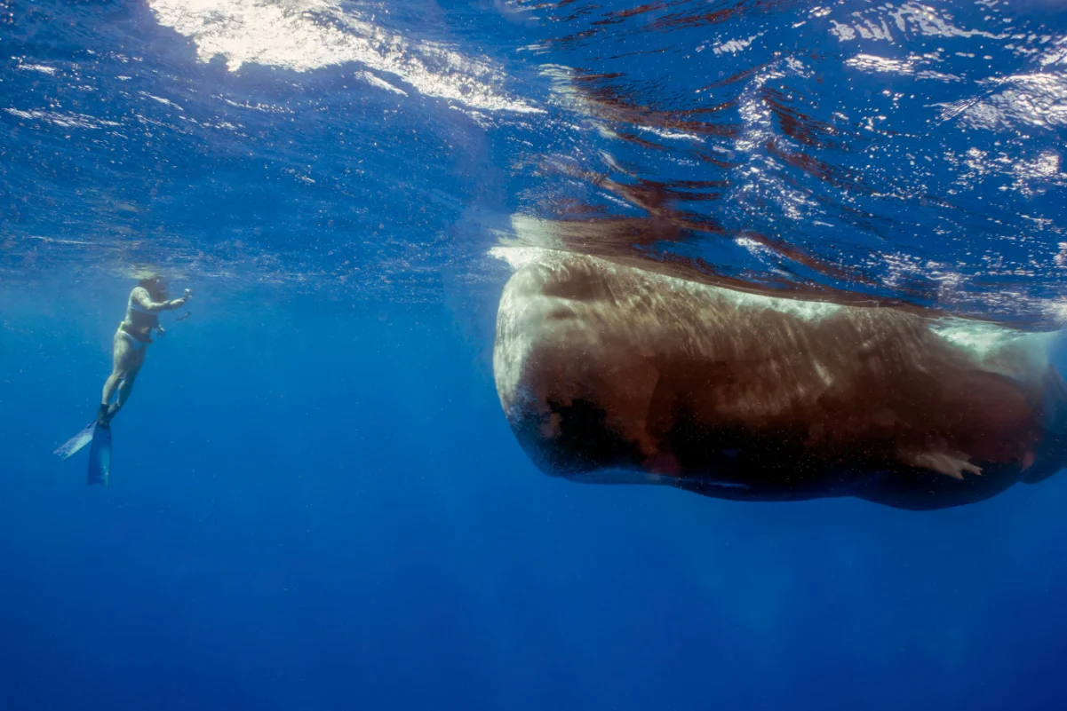 Un plongeur observant un cachalot (Physeter macrocephalus) dans la mer des Caraïbes à la Dominique