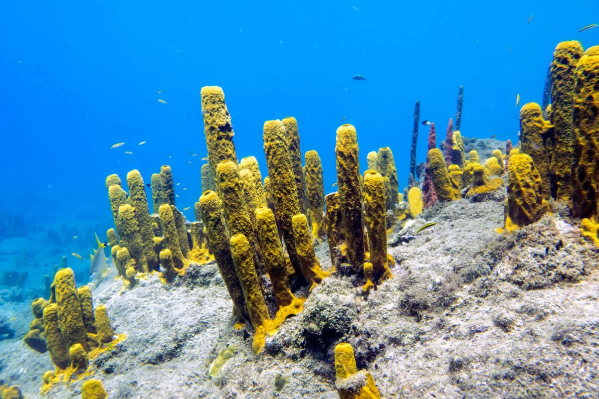 Corail mou sur Champagne Reef près de Roseau, Dominique