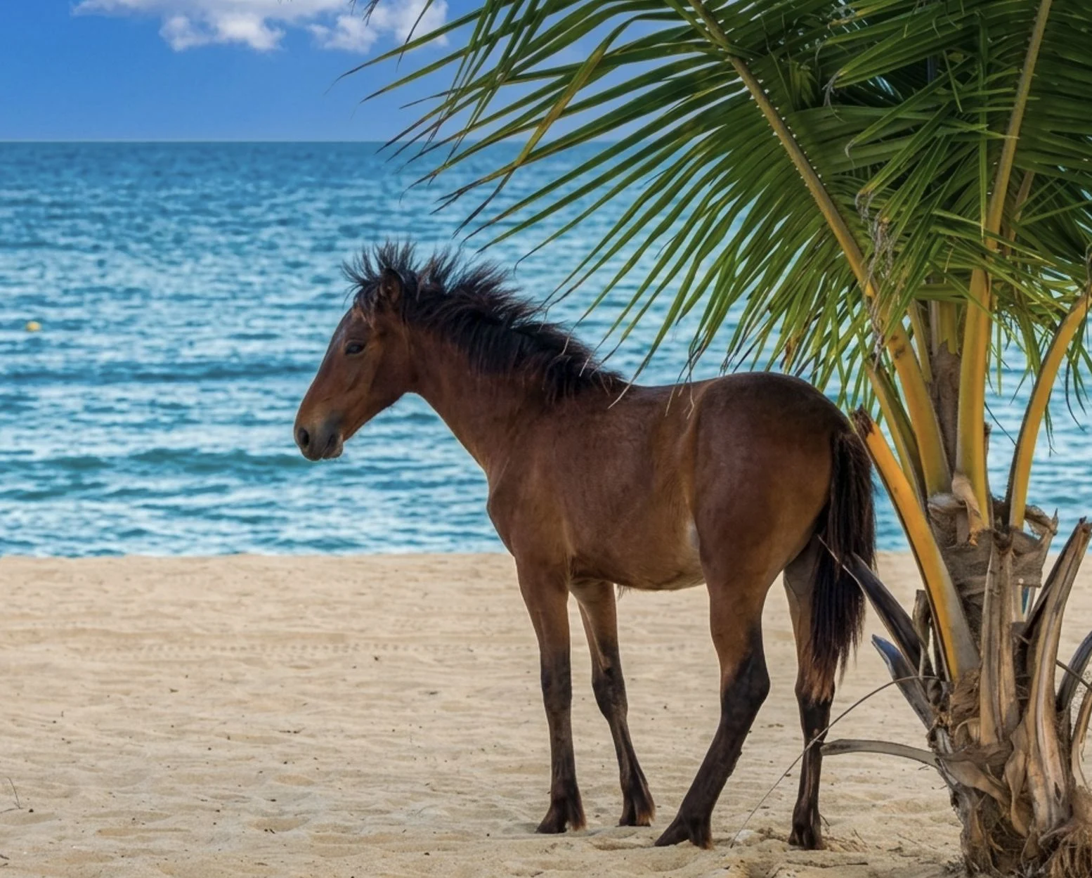 Cheval sauvage sur la plage