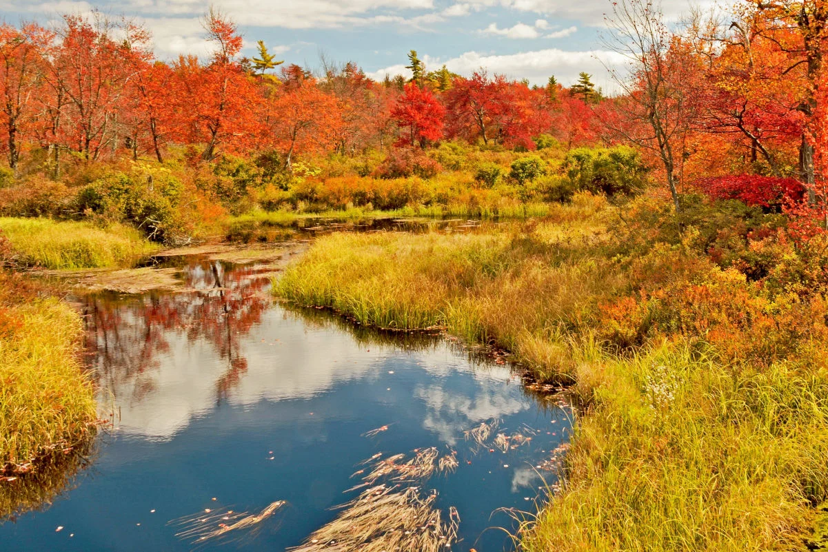 Ruisseau en automne, montagnes Pocono, Pennsylvanie