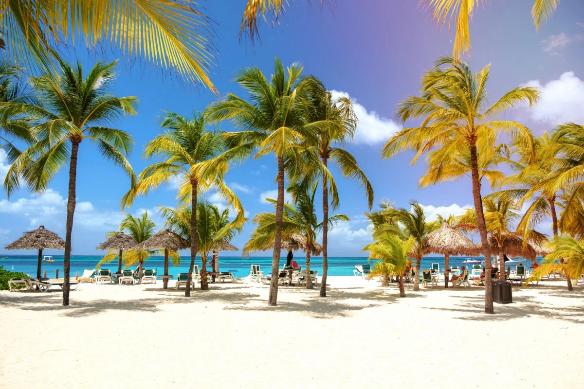Plage immaculée bordée de palmiers à Aruba
