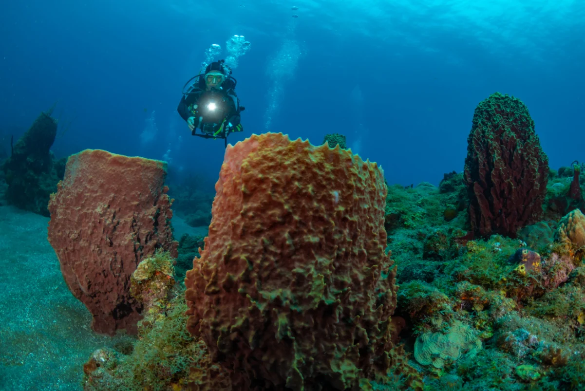 Plongée sous-marine à Saba