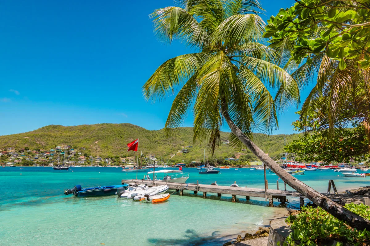 Palmier sur l'île de Bequia.