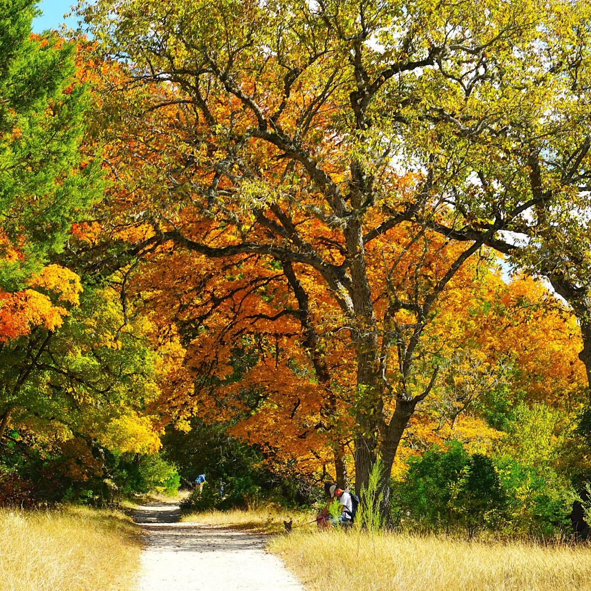 Randonnées dans le feuillage d'automne de la zone naturelle de l'État de Lost Maples au Texas