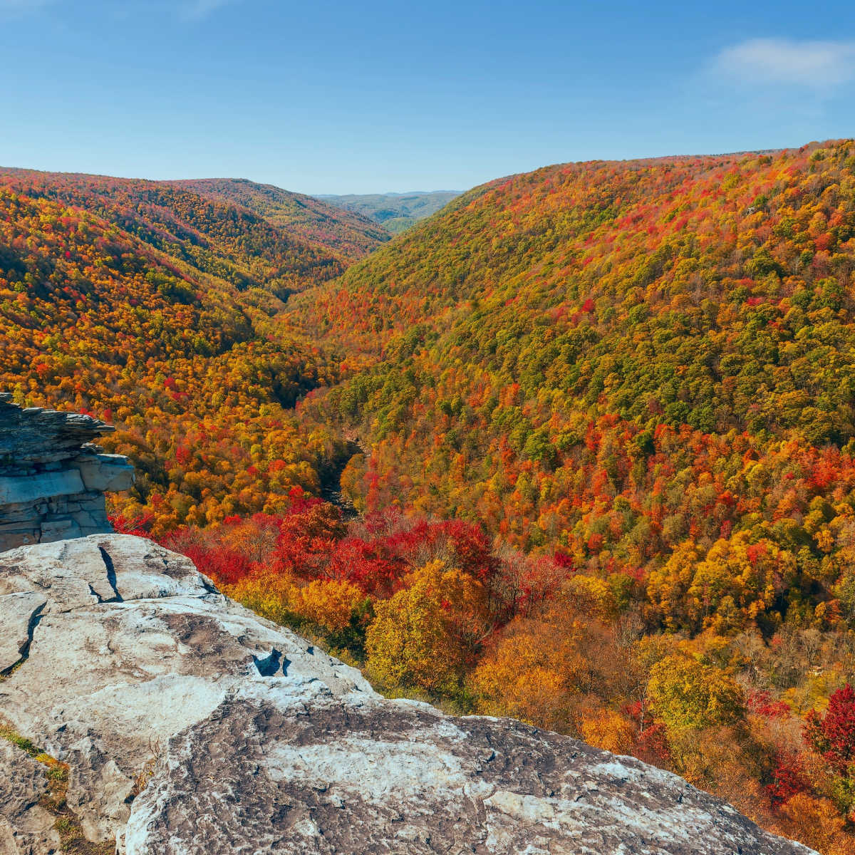 Forêt luxuriante aux couleurs automnales éclatantes au parc national de Blackwater Falls