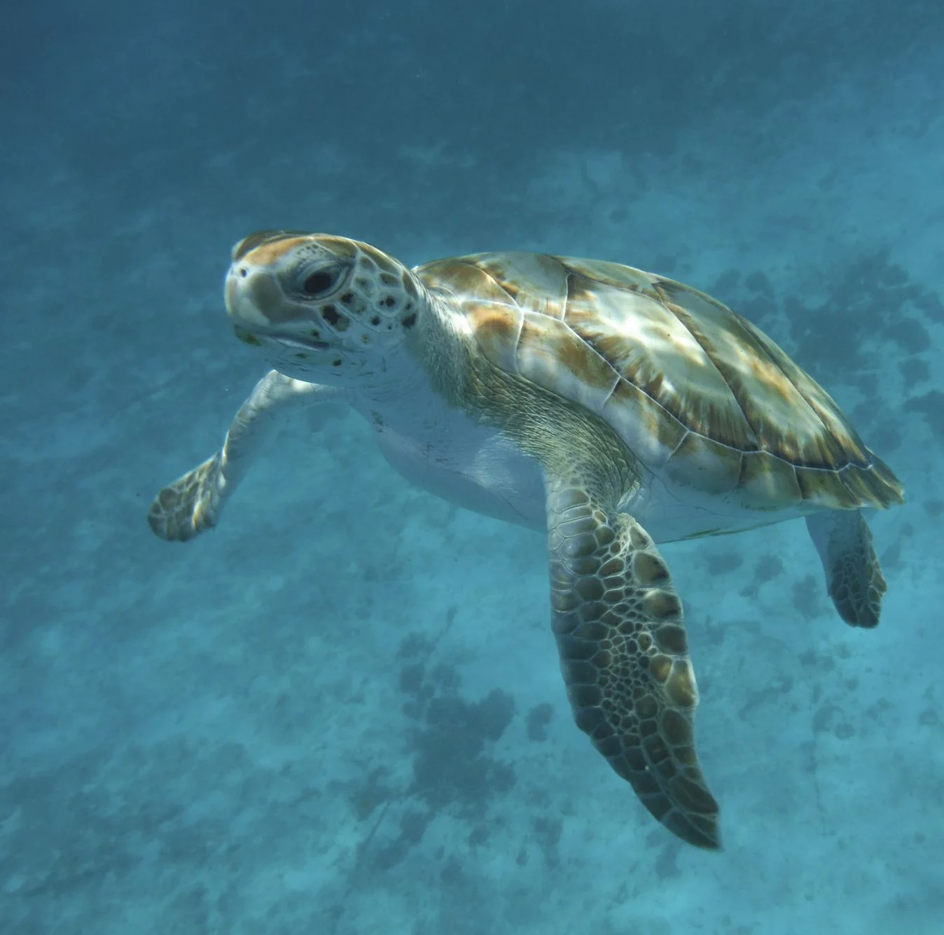 Tortue, Carlisle Bay, Bridgetown, Barbade