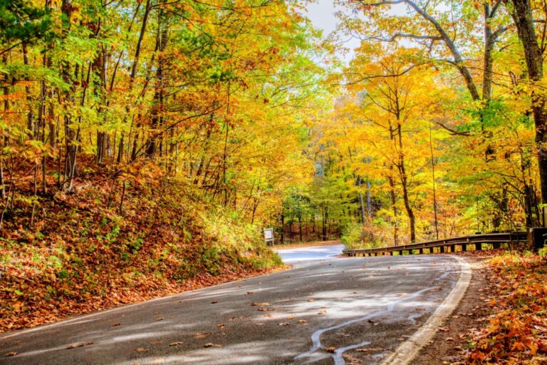 Cette route panoramique de 20 milles dans le Michigan est appelée le « tunnel des arbres » et elle est spectaculaire à l&rsquo;automne