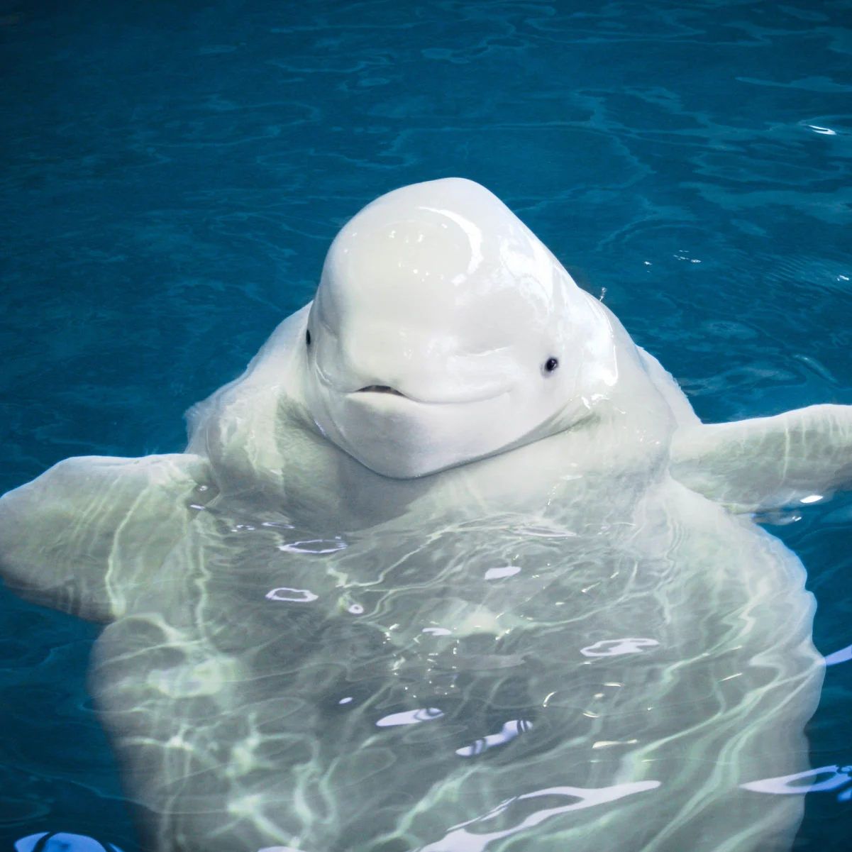 Un béluga espiègle nage dans une eau bleu clair, sa peau blanche contrastant avec le fond bleu profond. L'expression curieuse de la baleine crée une charmante scène sous-marine.