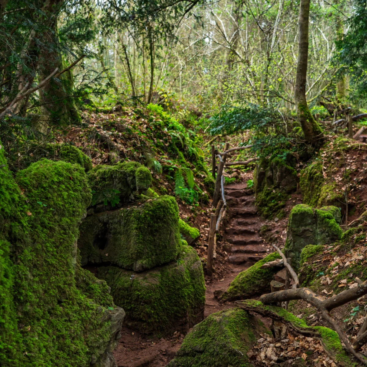 Étapes dans la forêt ancienne de Puzzlewood près de Coleford dans la forêt royale de Dean, Gloucestershire, Angleterre, Royaume-Uni