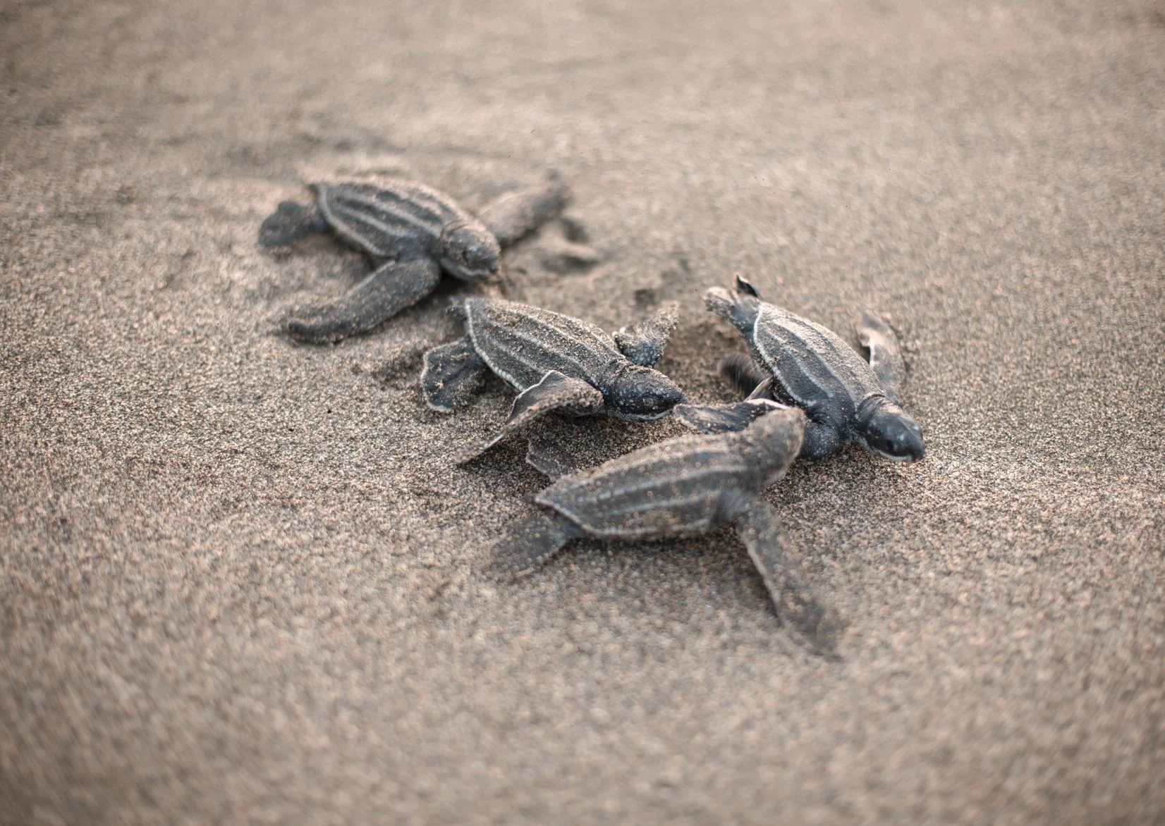 Bébés tortues luths