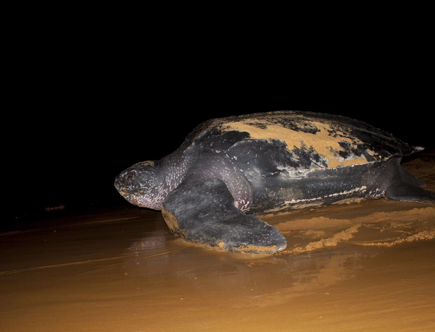 Tortue luth