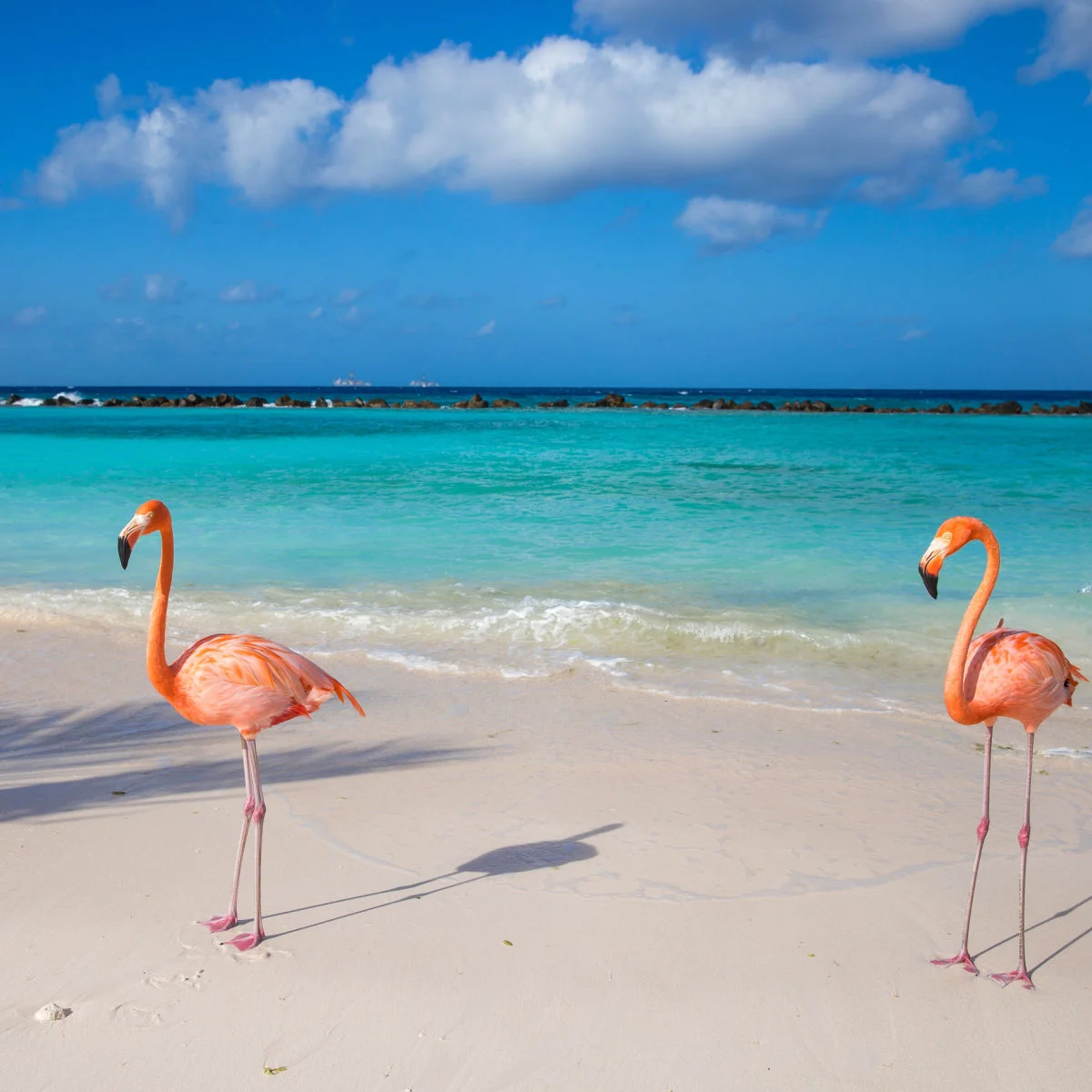 Flamants roses sur la plage d'Aruba