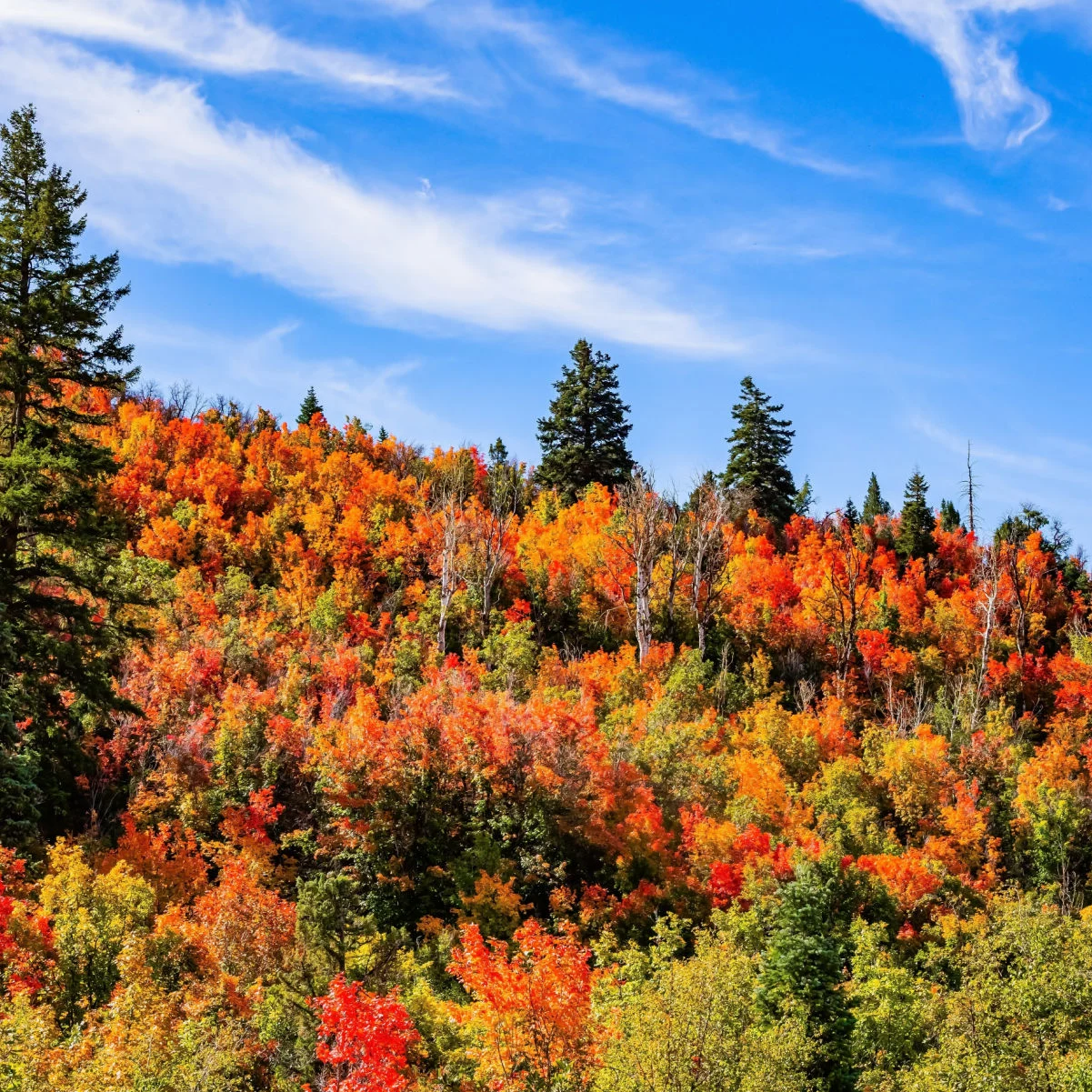 Couleurs vives de l'automne. Magnifique paysage de l'Utah. Voyage d'automne dans l'ouest des États-Unis. Route vers Moab. Route pittoresque à travers les forêts d'automne.