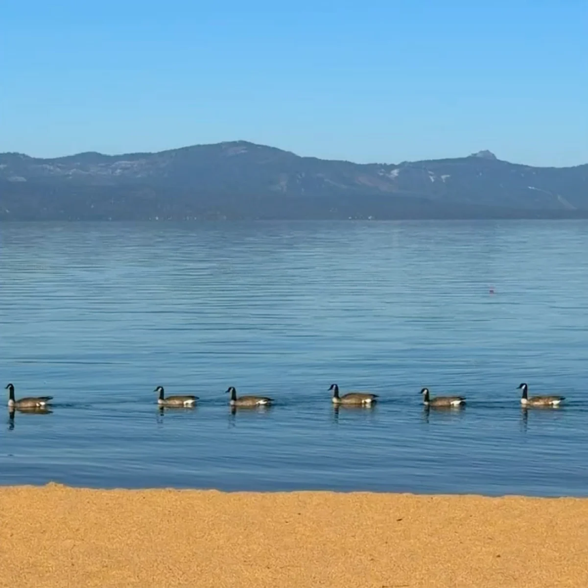 Canards sur le lac Tahoe, photo de Tyler Fox