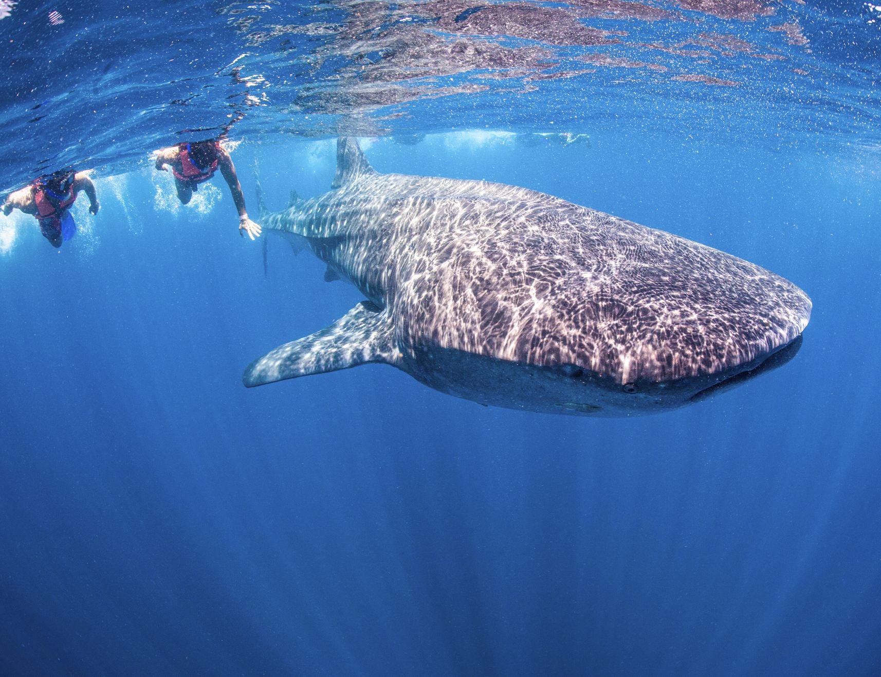 Requins baleines