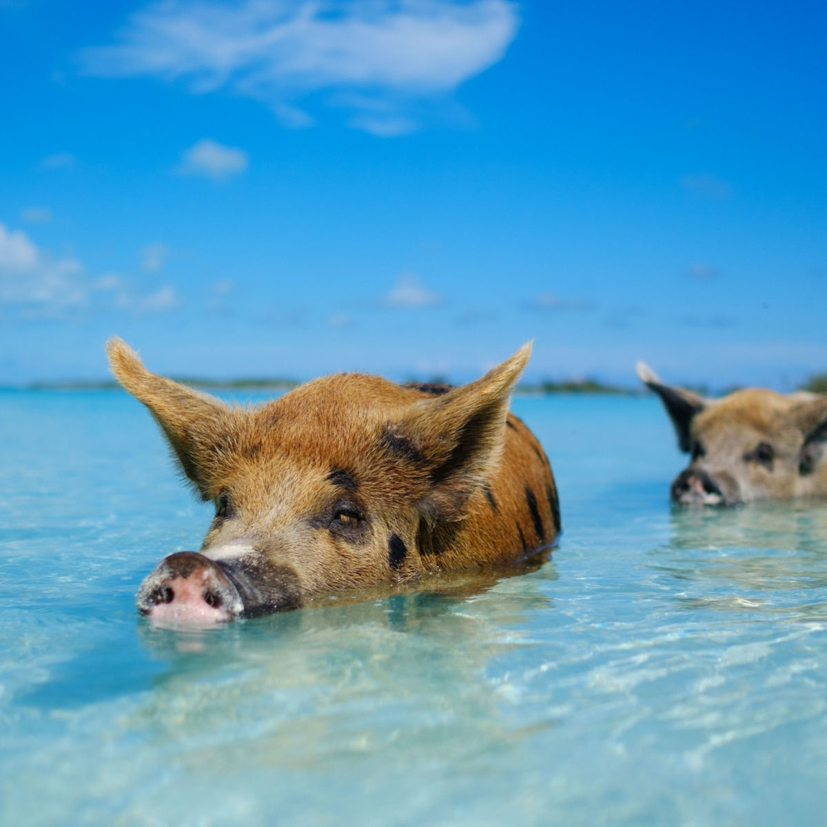 Cochons nageurs aux Bahamas