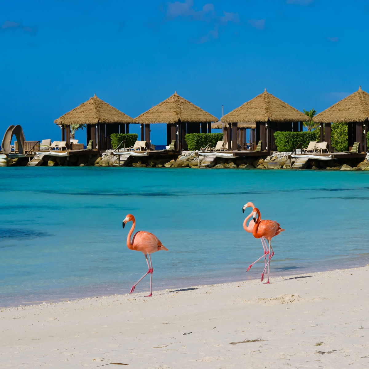 Flamants roses marchant sur la plage d'Aruba