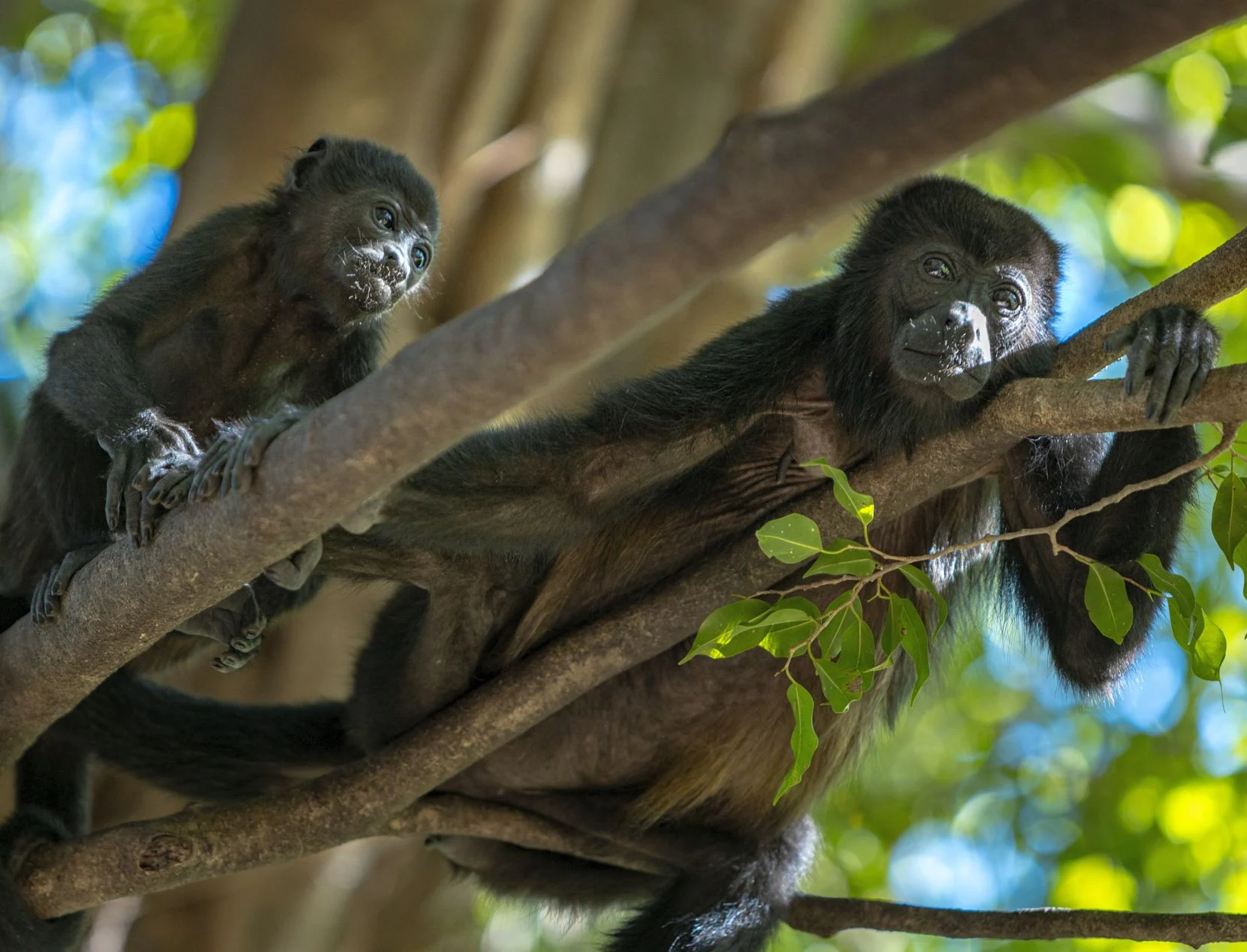 singes hurleurs sauvages