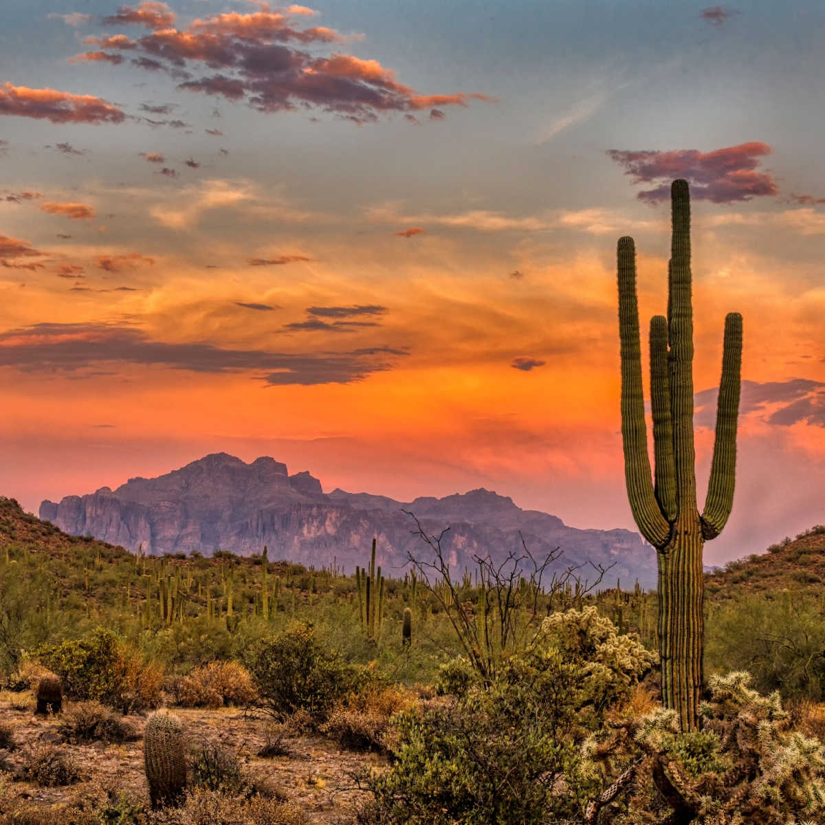 Coucher de soleil dans le désert de Sonora, près de Phoenix, Arizona