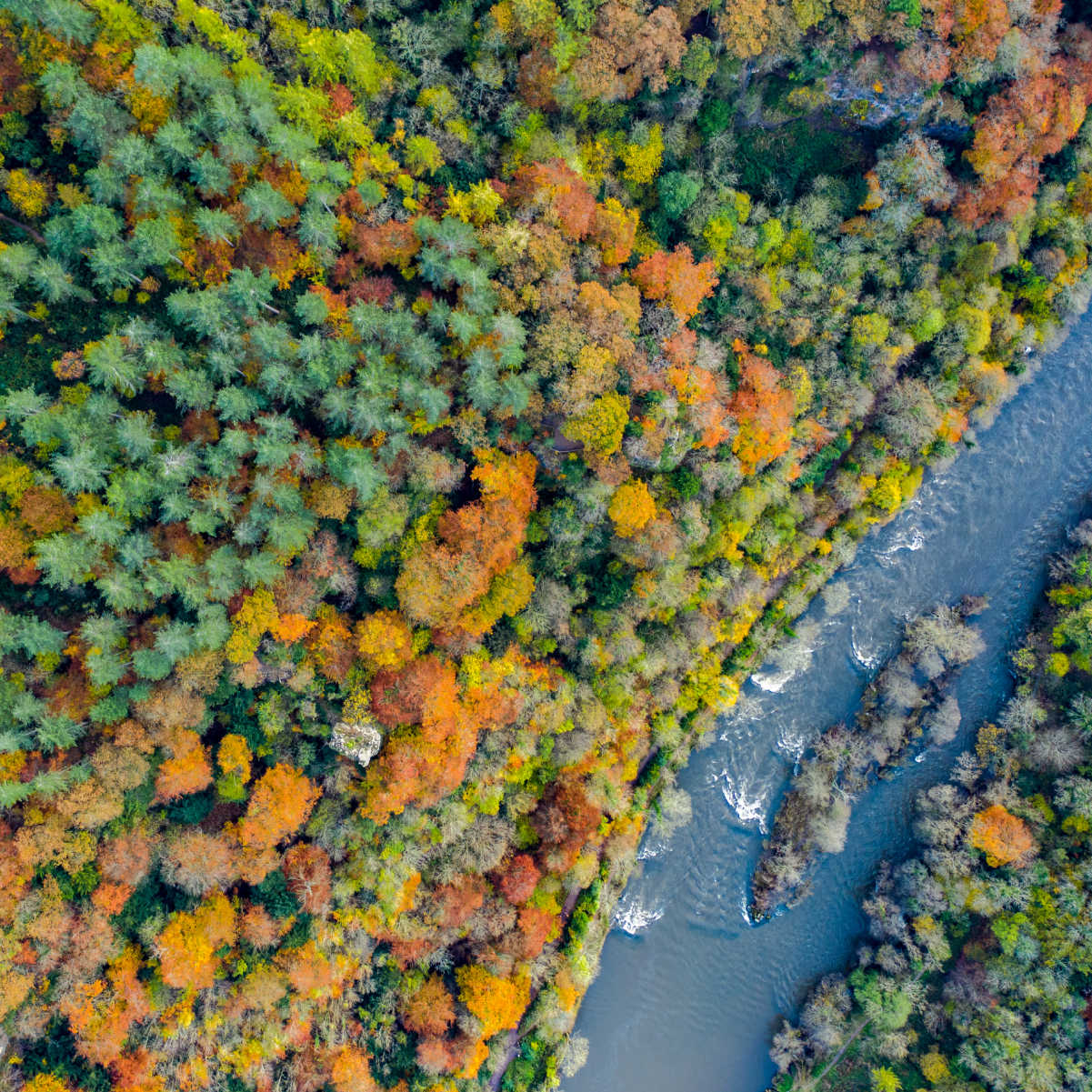 Vue aérienne des feuilles et des couleurs d'automne à la rivière Wye, Symonds Yat, Herefordshire, Midlands, Angleterre, Royaume-Uni