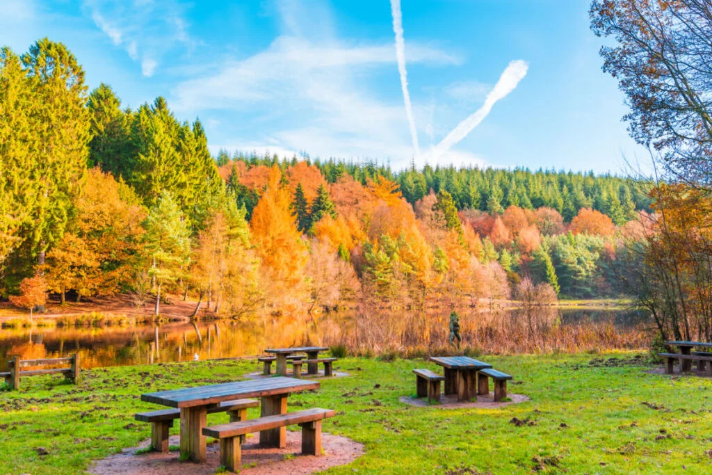 Forêt de Dean en Angleterre à l'automne